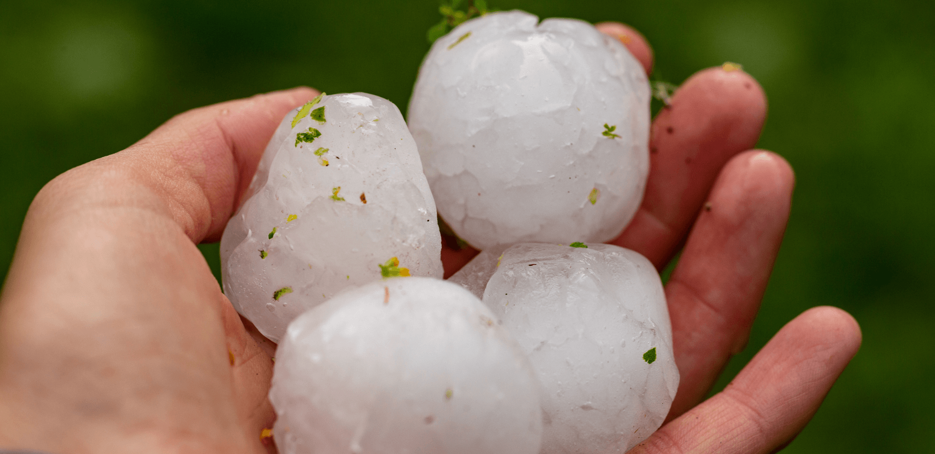 Four large hailstones held in hand